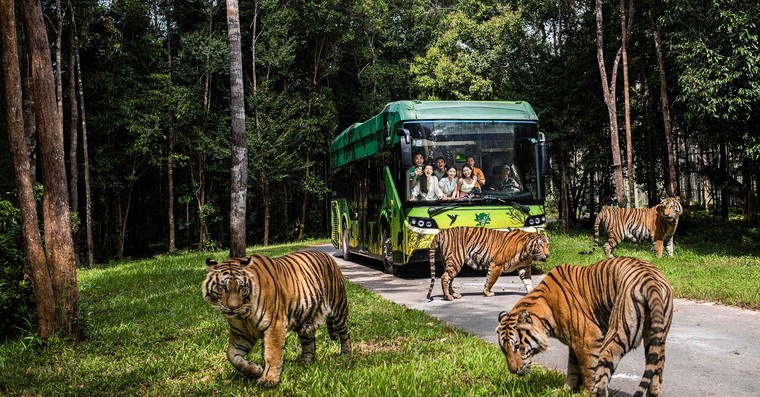 Động vật quý hiếm được cứu hộ “đốn tim” du khách tại Vinpearl Safari ảnh 2