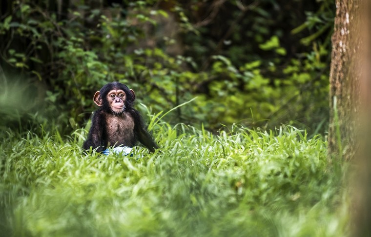 Động vật quý hiếm được cứu hộ “đốn tim” du khách tại Vinpearl Safari ảnh 3