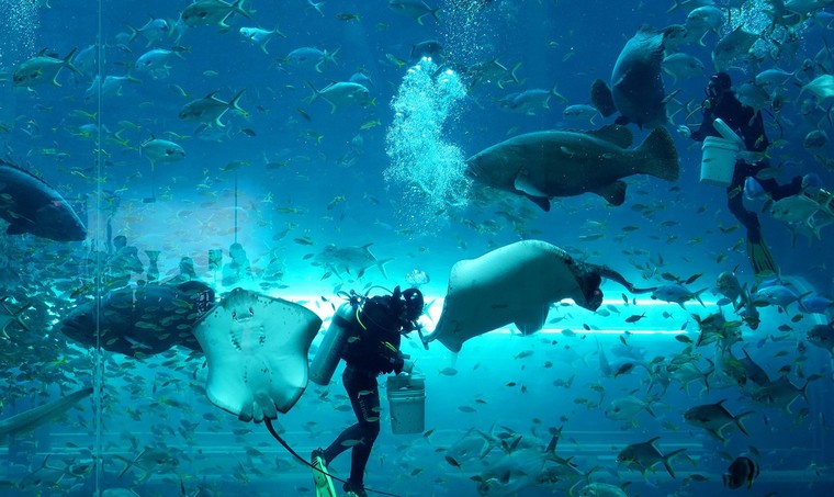 Động vật quý hiếm được cứu hộ “đốn tim” du khách tại Vinpearl Safari ảnh 5