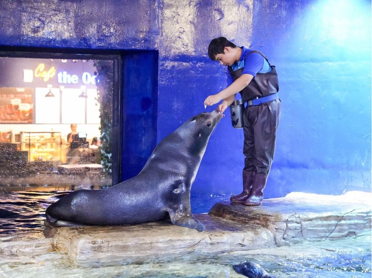 Gia đình đặc biệt của những chú sư tử biển tại Thủy cung Lotte World Hà Nội ảnh 2