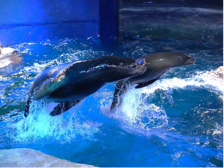 Gia đình đặc biệt của những chú sư tử biển tại Thủy cung Lotte World Hà Nội ảnh 3