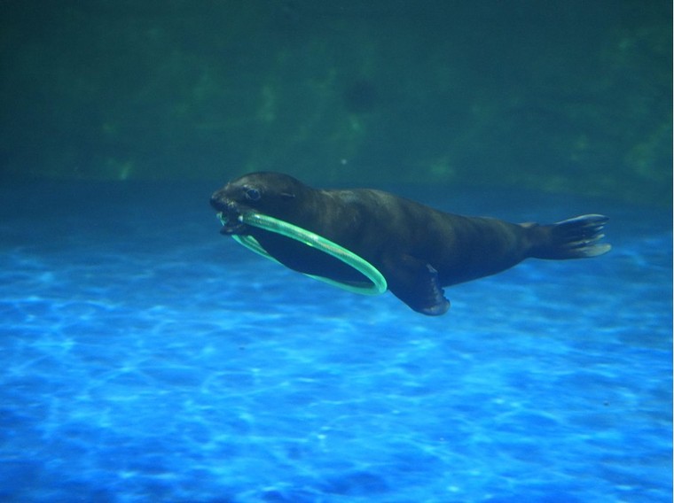 Gia đình đặc biệt của những chú sư tử biển tại Thủy cung Lotte World Hà Nội ảnh 5