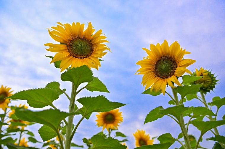 Cánh đồng hướng dương của trang trại TH mở cửa đón khách tham quan từ 16/12/2025 ảnh 7