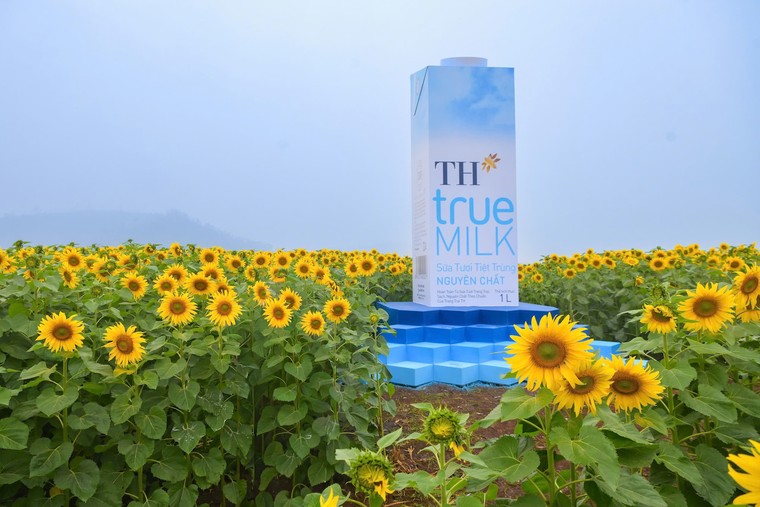 Cánh đồng hướng dương của trang trại TH mở cửa đón khách tham quan từ 16/12/2025 ảnh 4