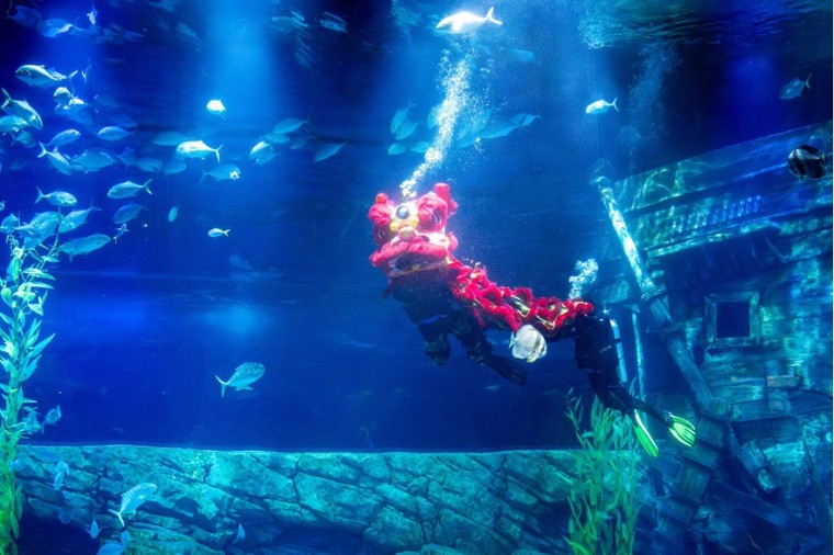 Múa lân ở độ sâu 7m, nàng tiên cá đón trăng giữa đại dương tại Thủy cung Lotte World Hà Nội ảnh 3