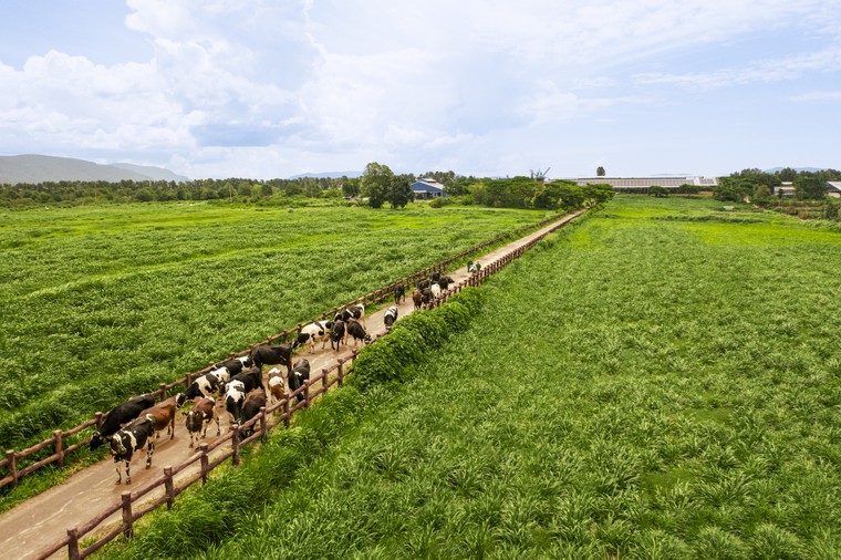 18 năm đạt Thương hiệu Quốc gia và hành trình không ngừng nâng chuẩn của Vinamilk ảnh 4
