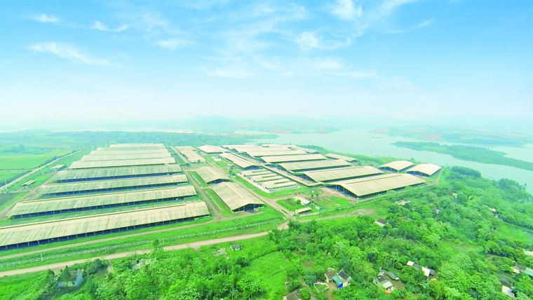 Phía sau những cánh đồng hướng dương rực rỡ: TH tiếp tục xác lập kỷ lục thế giới năm 2026 ảnh 4