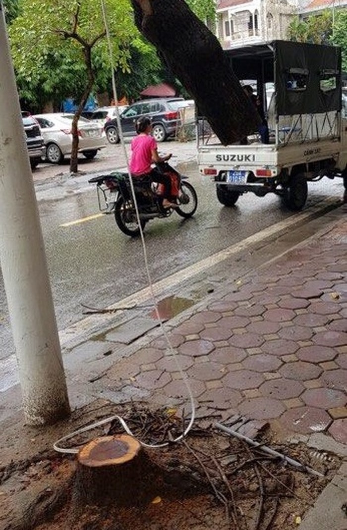 Truy tìm đối tượng cưa trộm sưa trong đêm ở Hà Nội ảnh 2