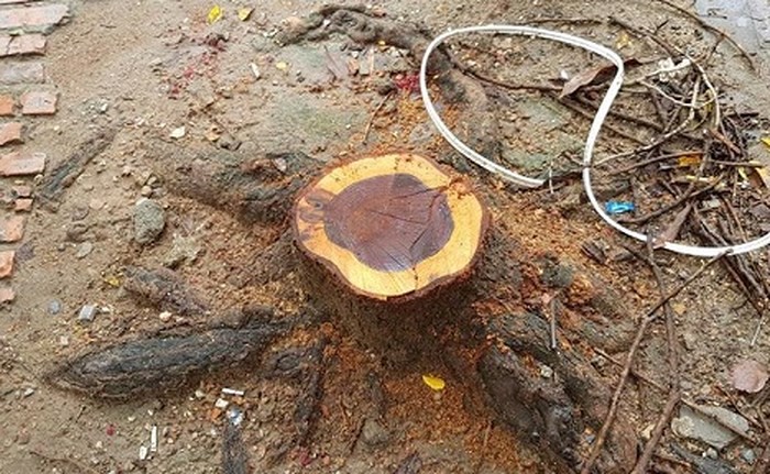 Truy tìm đối tượng cưa trộm sưa trong đêm ở Hà Nội ảnh 1