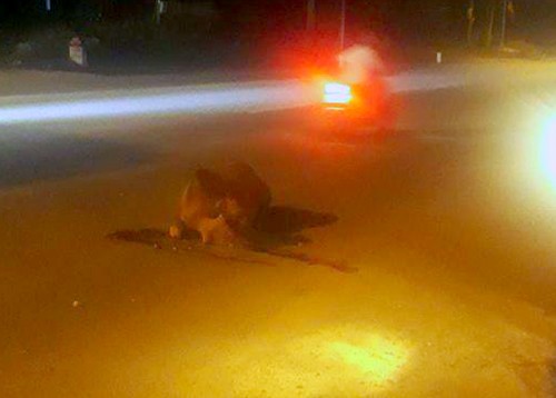 Bò bị tông chết, chủ không dám nhận vì sợ phạt ảnh 1