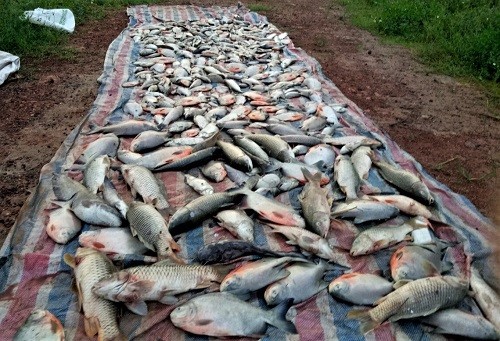 Cá chết hàng loạt quanh khu vực bãi rác Nam Sơn, Hà Nội ảnh 2