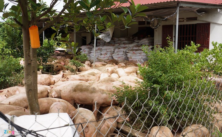 Thức trắng đêm cứu hàng nghìn con lợn bị ngập trong nước lũ ảnh 3