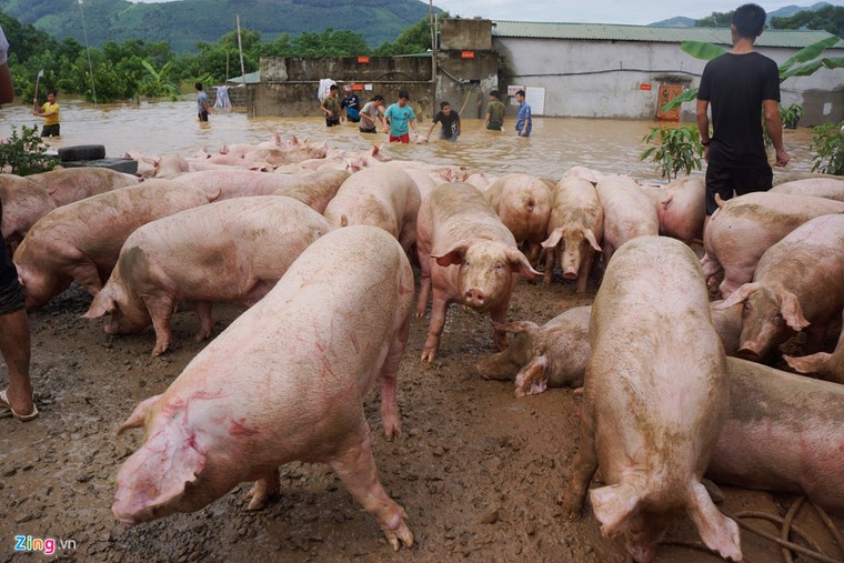 Thức trắng đêm cứu hàng nghìn con lợn bị ngập trong nước lũ ảnh 2