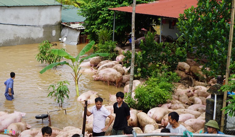 Thức trắng đêm cứu hàng nghìn con lợn bị ngập trong nước lũ ảnh 1