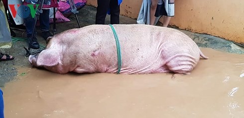 Mưa lũ lịch sử tại Sơn La, dân cuống cuồng chạy thoát thân ảnh 2