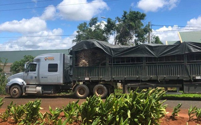 Tạm giữ cây đa ‘khủng’ trên đường ra Hà Nội ảnh 1