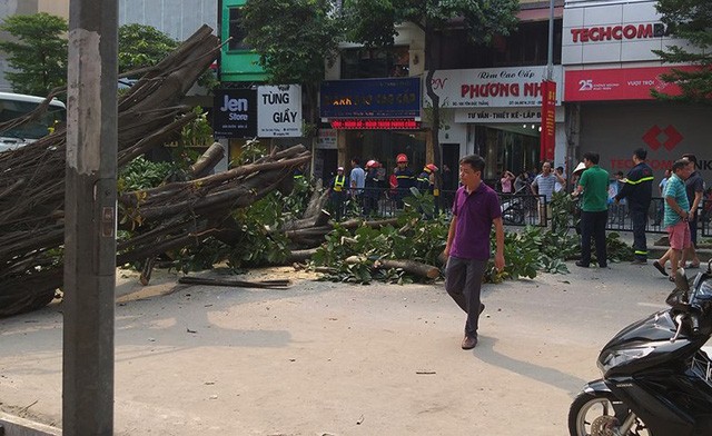 Cây cổ thụ đổ giữa đường, giao thông trên phố Hà Nội tê liệt ảnh 2