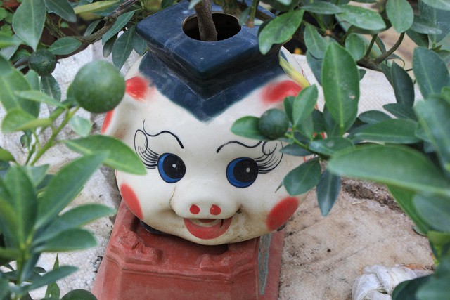 Heo đất 'cõng' quất cảnh đón Tết Kỷ Hợi 2019 ảnh 10