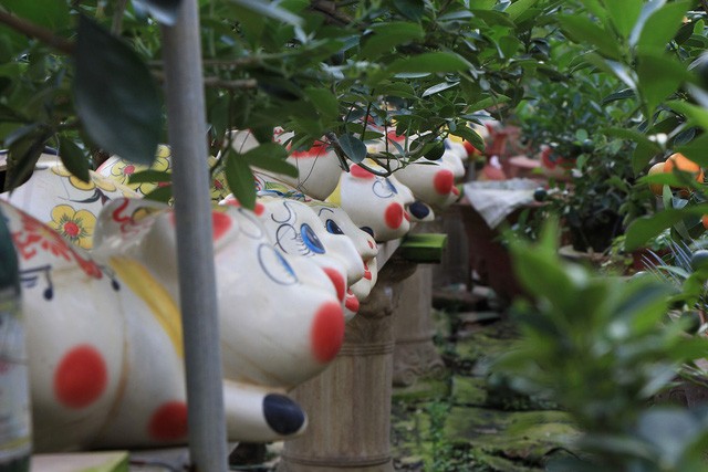 Heo đất 'cõng' quất cảnh đón Tết Kỷ Hợi 2019 ảnh 1