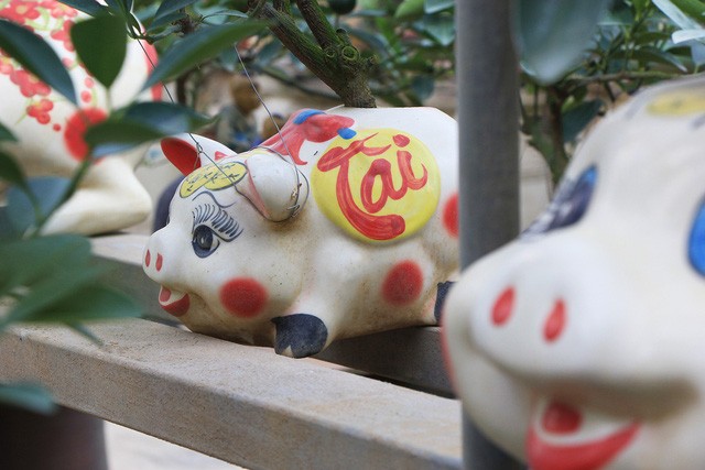 Heo đất 'cõng' quất cảnh đón Tết Kỷ Hợi 2019 ảnh 3