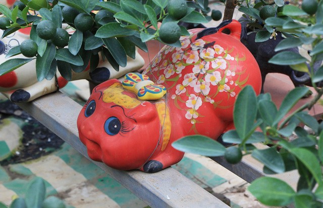 Heo đất 'cõng' quất cảnh đón Tết Kỷ Hợi 2019 ảnh 4