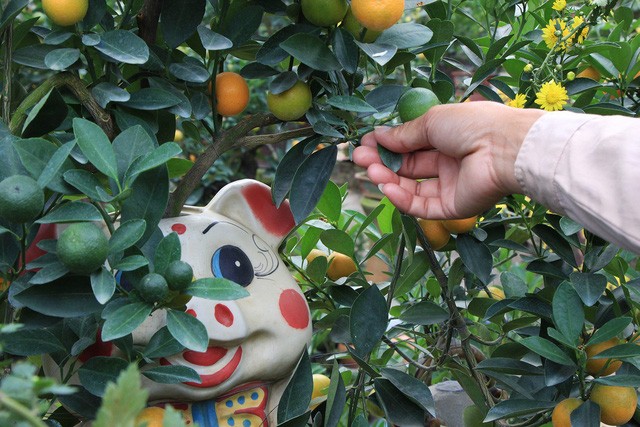 Heo đất 'cõng' quất cảnh đón Tết Kỷ Hợi 2019 ảnh 6