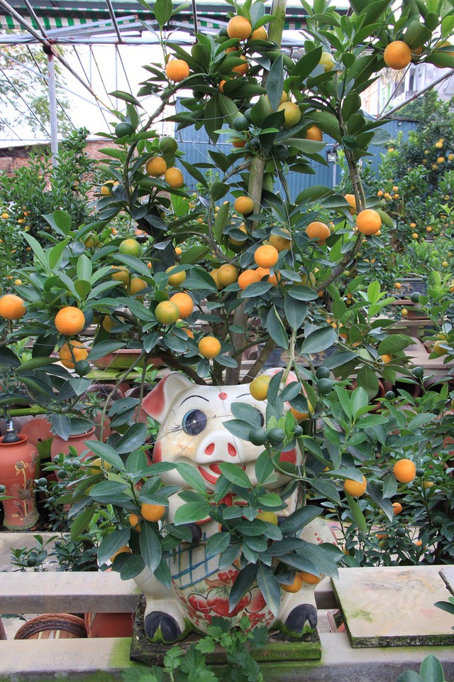 Heo đất 'cõng' quất cảnh đón Tết Kỷ Hợi 2019 ảnh 7