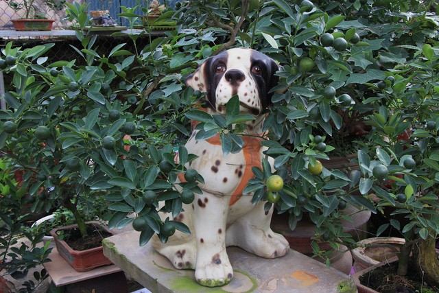 Heo đất 'cõng' quất cảnh đón Tết Kỷ Hợi 2019 ảnh 9