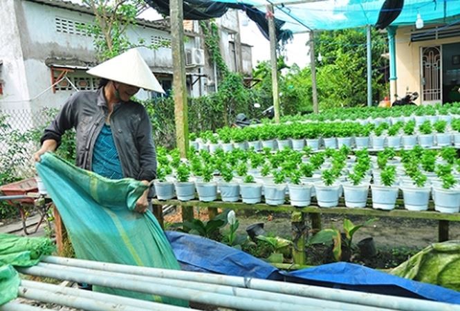 'Thủ phủ' hoa Sa Đéc rục rịch vào Tết ảnh 3