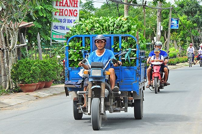 'Thủ phủ' hoa Sa Đéc rục rịch vào Tết ảnh 5