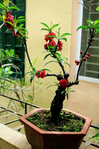 Vài chục triệu đồng một cây đào 'tiến Vua' chơi Tết ảnh 1