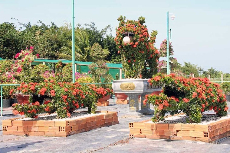 Cặp long quy từ hoa mẫu đơn giá 400 triệu ở miền Tây ngàn người mê ảnh 10