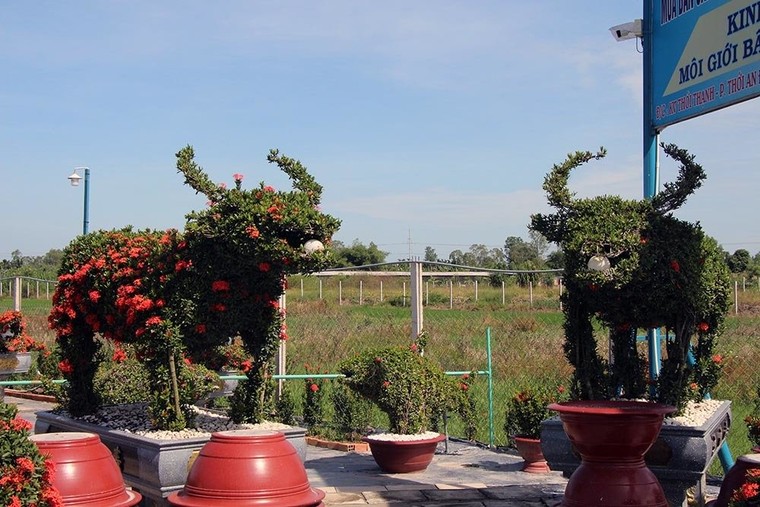 Cặp long quy từ hoa mẫu đơn giá 400 triệu ở miền Tây ngàn người mê ảnh 11