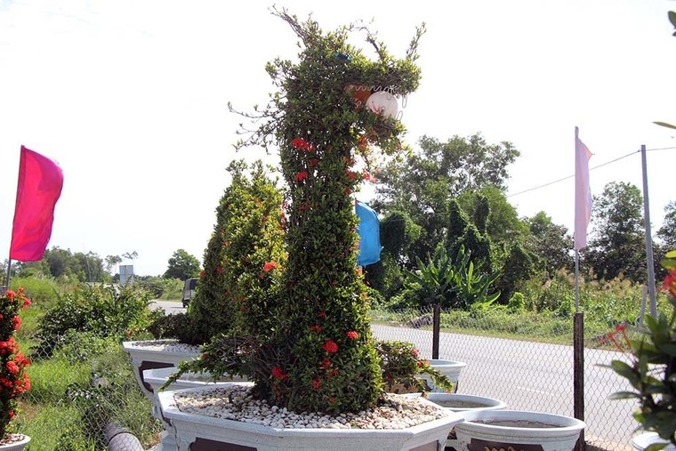 Cặp long quy từ hoa mẫu đơn giá 400 triệu ở miền Tây ngàn người mê ảnh 13