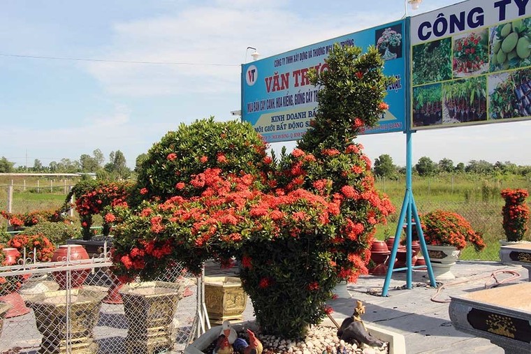 Cặp long quy từ hoa mẫu đơn giá 400 triệu ở miền Tây ngàn người mê ảnh 15