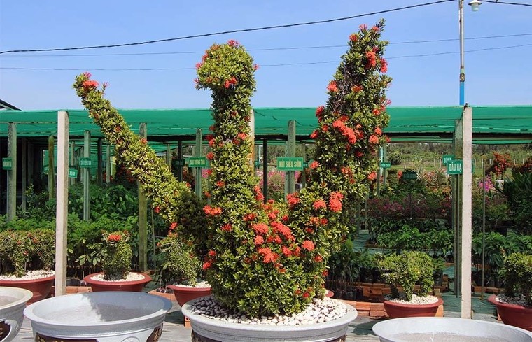 Cặp long quy từ hoa mẫu đơn giá 400 triệu ở miền Tây ngàn người mê ảnh 16