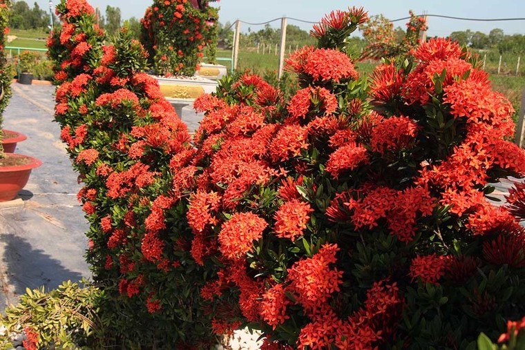 Cặp long quy từ hoa mẫu đơn giá 400 triệu ở miền Tây ngàn người mê ảnh 17