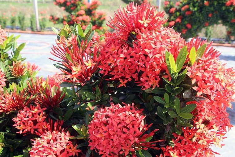 Cặp long quy từ hoa mẫu đơn giá 400 triệu ở miền Tây ngàn người mê ảnh 18