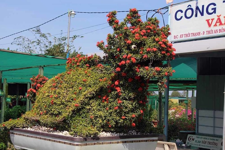 Cặp long quy từ hoa mẫu đơn giá 400 triệu ở miền Tây ngàn người mê ảnh 1