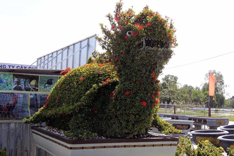 Cặp long quy từ hoa mẫu đơn giá 400 triệu ở miền Tây ngàn người mê ảnh 2