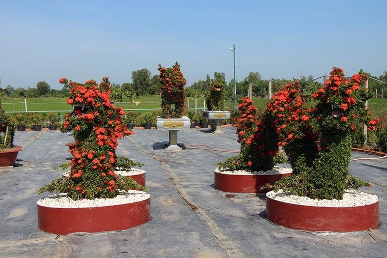 Cặp long quy từ hoa mẫu đơn giá 400 triệu ở miền Tây ngàn người mê ảnh 3