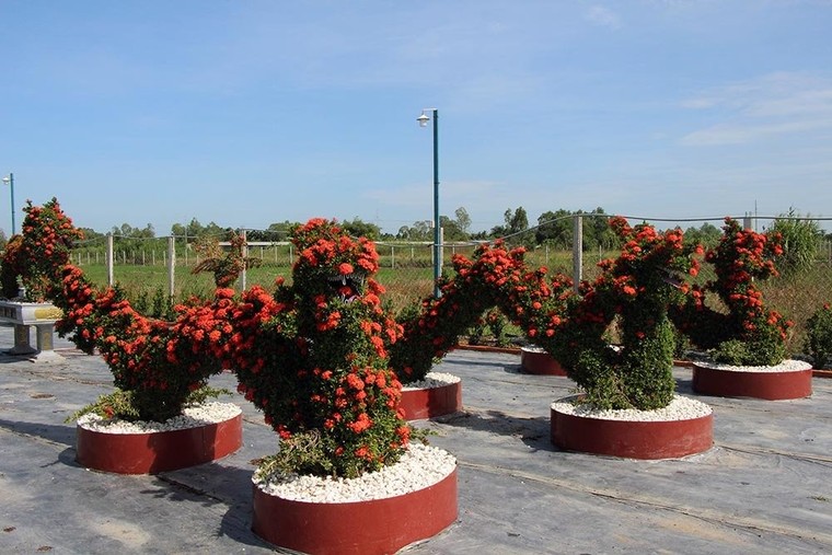 Cặp long quy từ hoa mẫu đơn giá 400 triệu ở miền Tây ngàn người mê ảnh 4