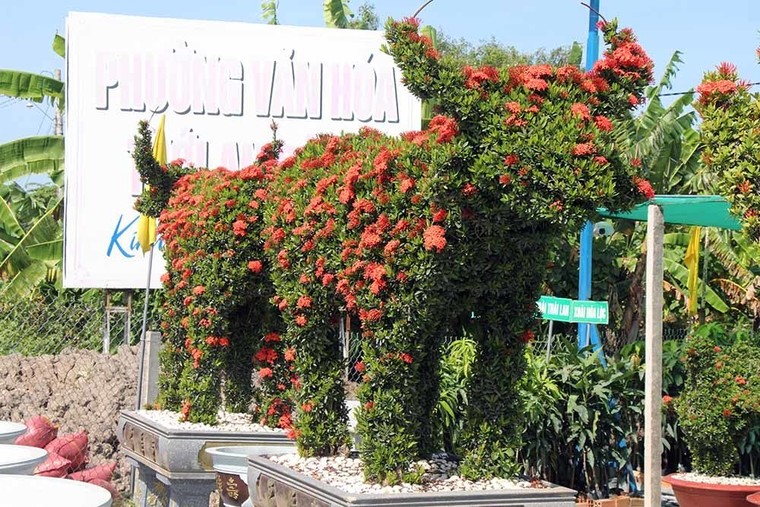 Cặp long quy từ hoa mẫu đơn giá 400 triệu ở miền Tây ngàn người mê ảnh 5