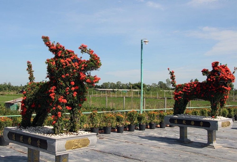 Cặp long quy từ hoa mẫu đơn giá 400 triệu ở miền Tây ngàn người mê ảnh 7