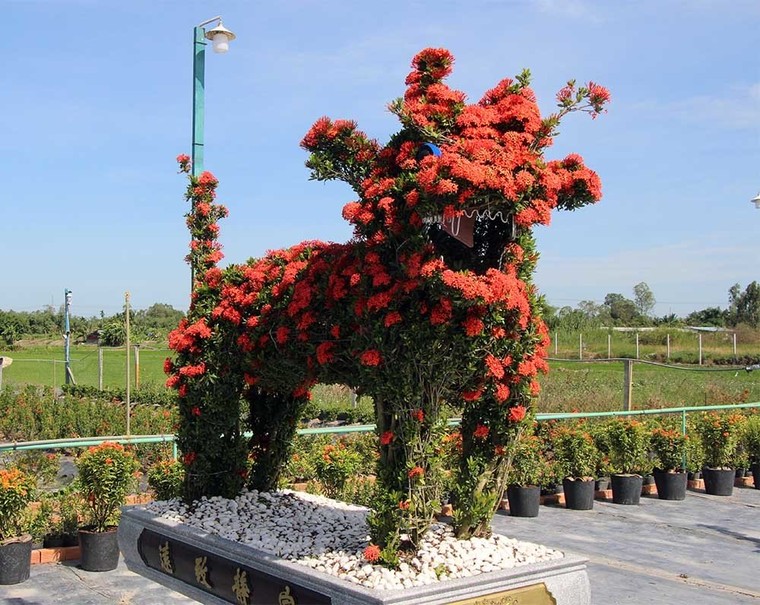 Cặp long quy từ hoa mẫu đơn giá 400 triệu ở miền Tây ngàn người mê ảnh 8