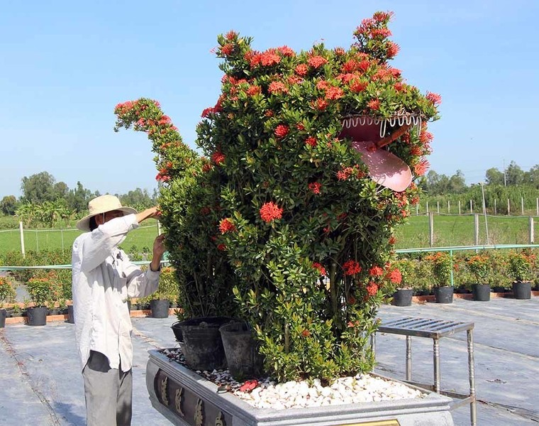 Cặp long quy từ hoa mẫu đơn giá 400 triệu ở miền Tây ngàn người mê ảnh 9