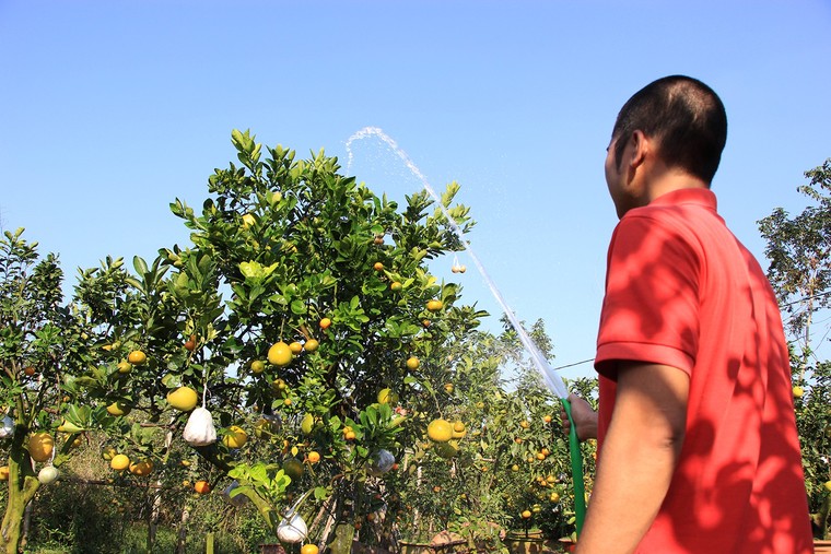 Mười loại quả cùng chín rộ trên... một thân cây ảnh 12