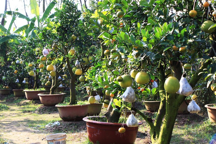 Mười loại quả cùng chín rộ trên... một thân cây ảnh 4