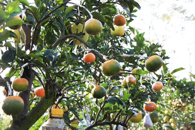 Mười loại quả cùng chín rộ trên... một thân cây ảnh 11