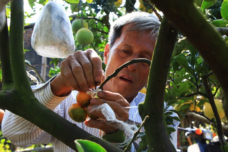 Mười loại quả cùng chín rộ trên... một thân cây ảnh 3